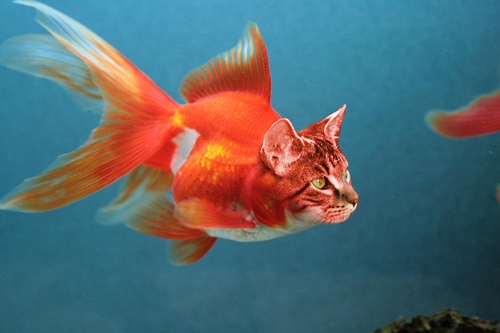 Creation of Catfish: Step 7